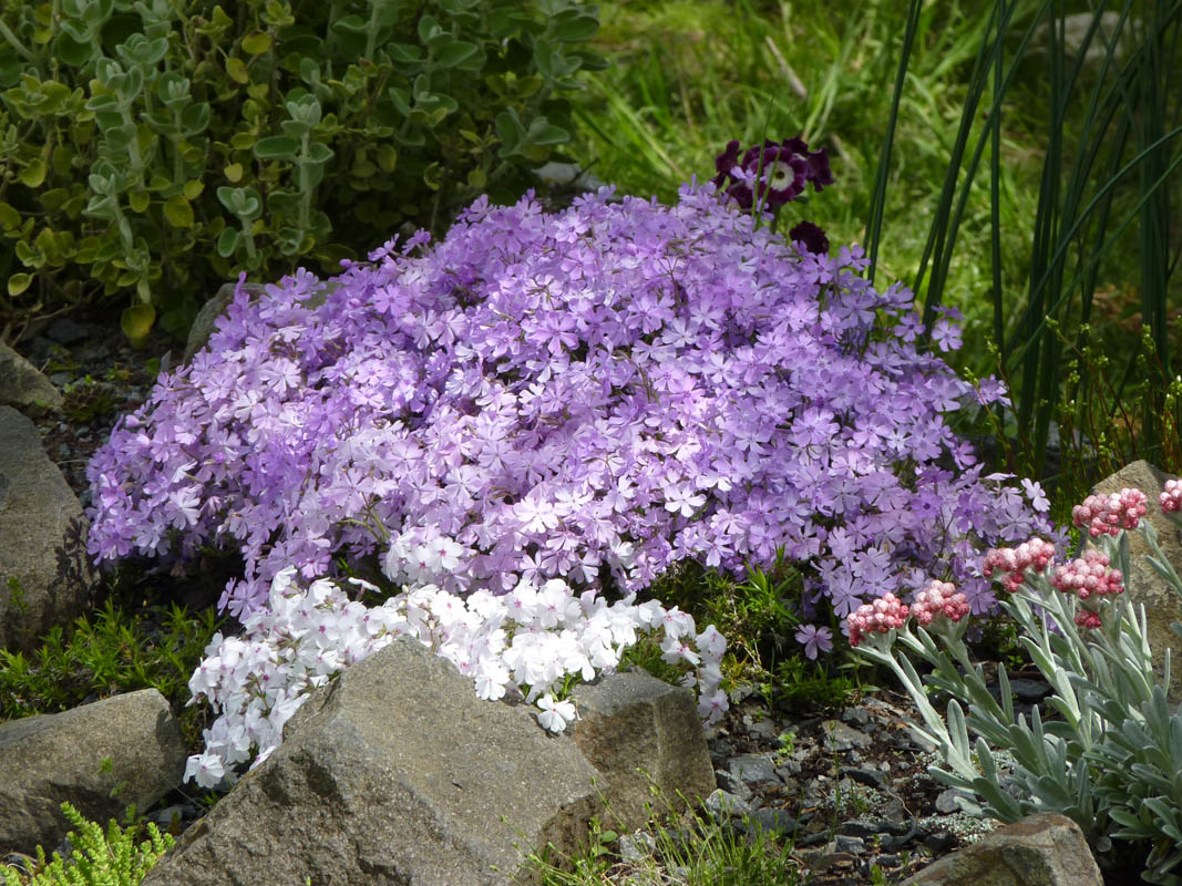 Phlox subulata 'Purple Beauty' photo